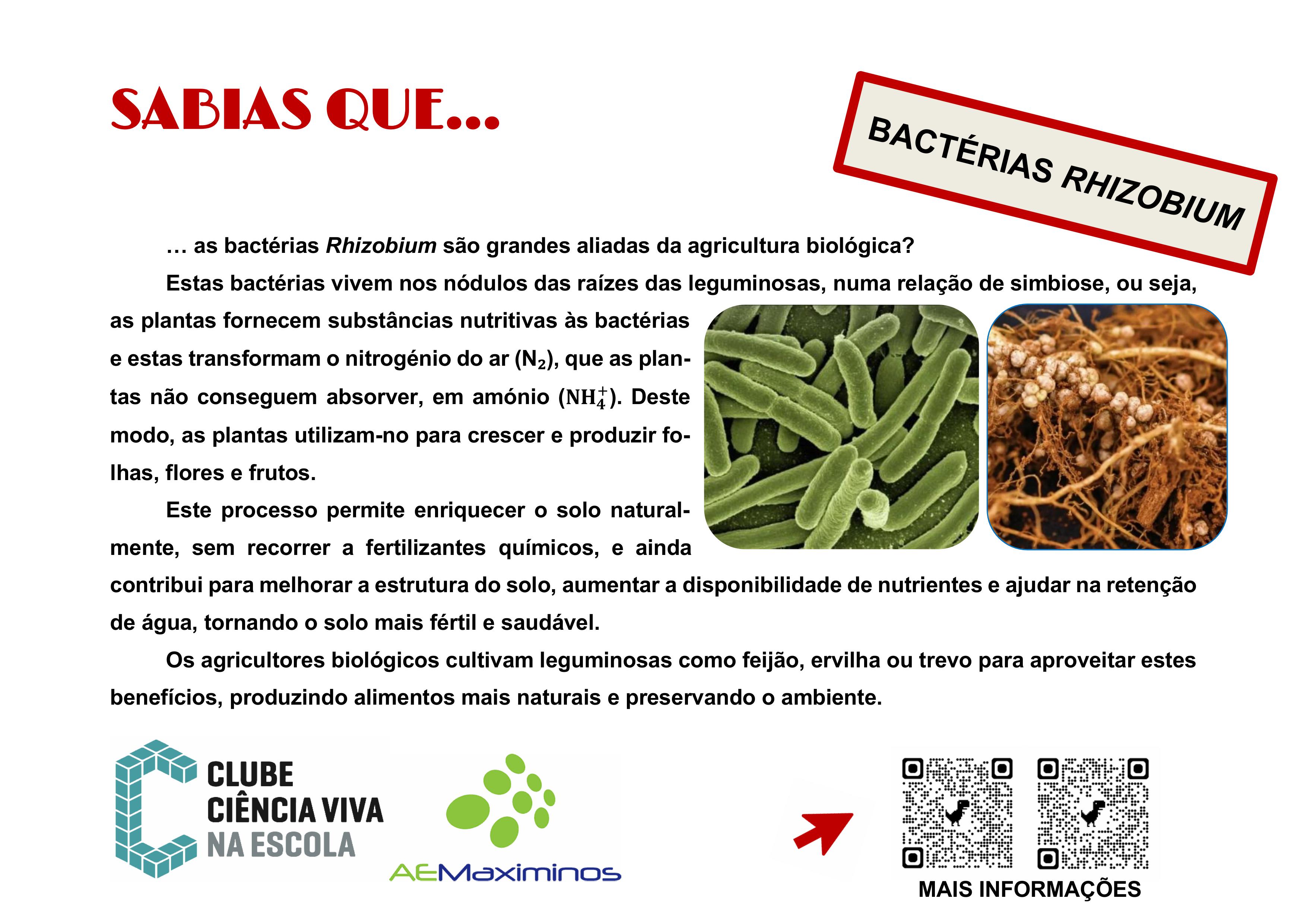 SABIAS QUE Rhizobium
